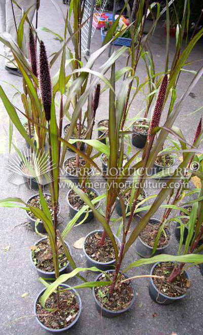 Pennisetum purple spp